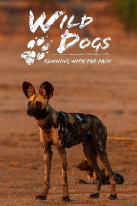 Watch Wild Dogs: Running with the Pack online