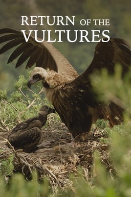 Watch Return of the Vultures online