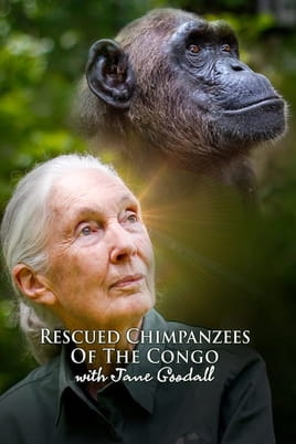 Watch Rescued Chimpanzees of the Congo with Jane Goodall online