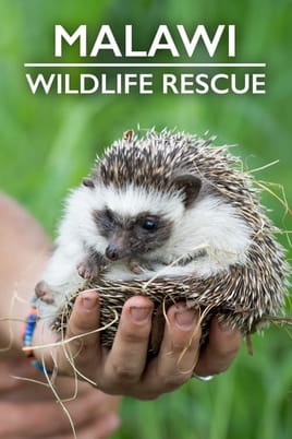 Watch Malawi Wildlife Rescue online