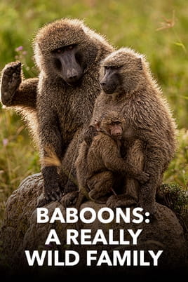 Urmărește online Baboons: A Really Wild Family