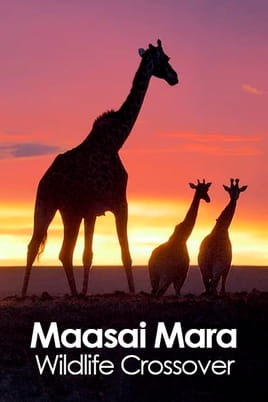 Watch Maasai Mara: Wildlife Crossover online