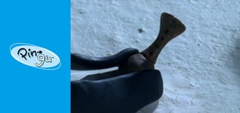 Pingu Sezon 6 Odcinek 16