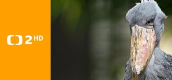 Tajemství ptačích obrů