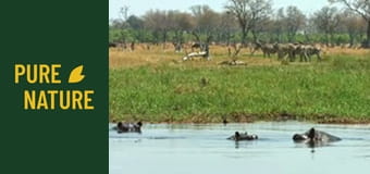 Animale africane: Zebrele și girafele din Deșertul Kalahari