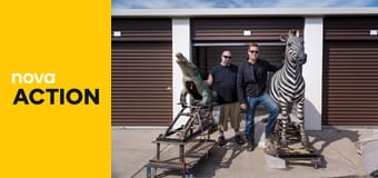 Mistři aukcí S3E23 - Přátelé z Havaje