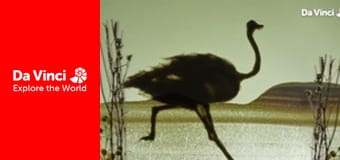 Állatkölykök - Struccok