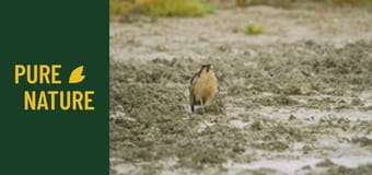 Fauna africană: Parcul "Transfrontalier Kgalagadi"