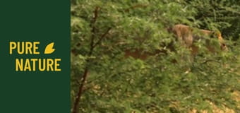 Animale sălbatice din Africa: Lei