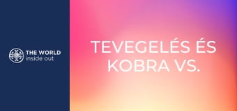 Tevegelés és kobra vs. mongúz harc. Pakisztán.