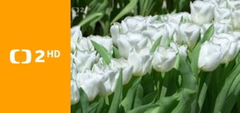 Bohoslužby v České televizi - Urbi et Orbi