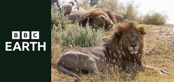 Wielkie koty 24/7 S1E1