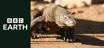 David Attenborough i cuda natury S1E2 - Kuriozalna mistyfikacja