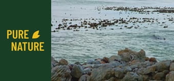 Удивителни африкански птици, част 1