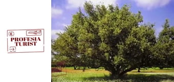 Арганово масло - Мароканско злато (Мароко) Арганово масло - Мароканско злато (Мароко)