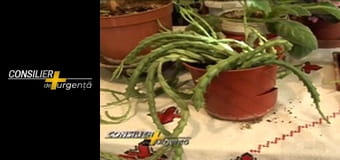 Consilier de urgență - Episodul 1