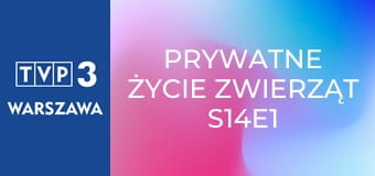 Prywatne życie zwierząt S14E1 - Być małpą