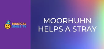 Moorhuhn Helps a Stray Moorhuhn Helps a Stray