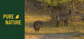 Dzikie zwierzęta Afryki: Antylopy afrykańskie