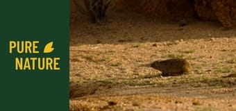 Fauna africană: Sunetele autentice ale Africii