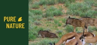 Fauna africană: Parcul "Transfrontalier Kgalagadi"