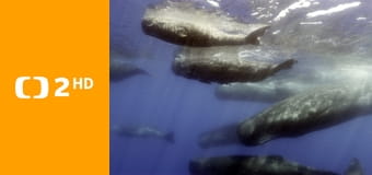 Zvířecí špioni pod hladinou E3 - Vztahy