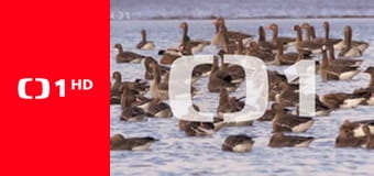 Traja v záhrade (1/8)