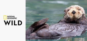 Najdziwniejsze gatunki S1E2 - Cisi zabójcy