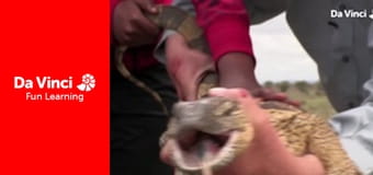 Siyaya. Droga przez Afrykę - Szukaj Wielkiej Siódemki, część 2: Wielcy