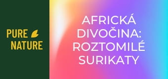 Africká divočina: Roztomilé surikaty a veverky
