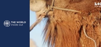 Camel rides and cobra vs. mongoose fights. Pakistan.