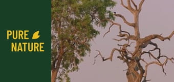 Удивителни африкански птици, част 1