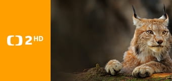 Svět zvířat E6 - Pavoukovci