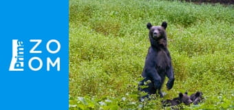 Karpatští predátoři E1 - Medvědí říše