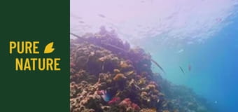 Sub Marea Roșie: O lume subacvatică incredibilă