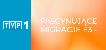 Fascynujące migracje E3 - Kapturka