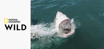 Walki zwierząt S3E1 - Zażarty pojedynek