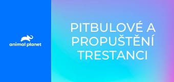 Pitbulové a propuštění trestanci S9E6 Pitbulové a propuštění trestanci S9E6