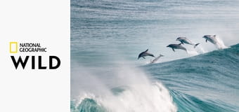 Varázslatos Ausztrália S1E1 - Érintetlen rengetegek