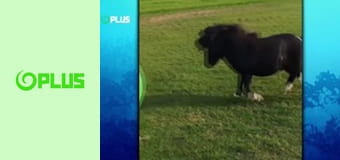 Najlepšie zvieratá na videu