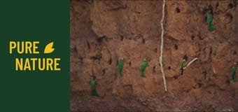 Păsările uimitoare din Africa - partea 1