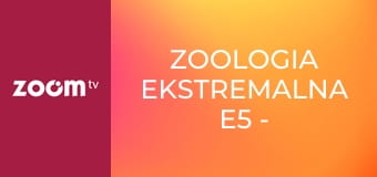 Zoologia ekstremalna E5 - Bitwa krokodyli