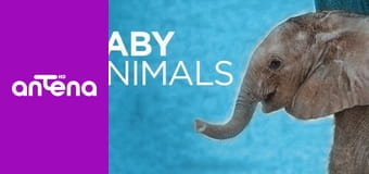 Najsłodsze zwierzątka S1E10