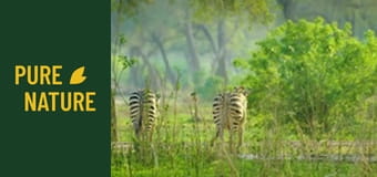 Animale sălbatice din Africa: Parcul Național Mana Pools