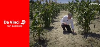 Futuris - Jak uzyskać większą bioróżnorodność upraw kukurydzy?