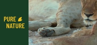 Дивите животни на Африка: Лъвове