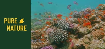 Зашеметяващите подводни чудеса на Червено море