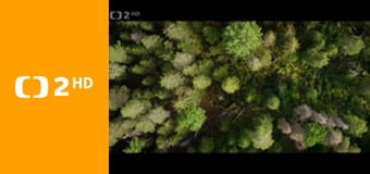 O stromech a lese E3 - Bříza dálného severu