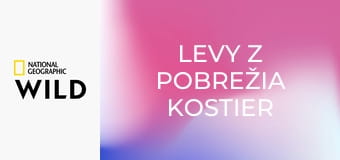 Levy z Pobrežia kostier