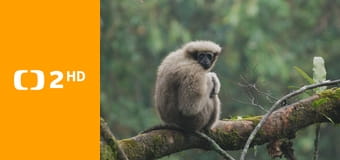 Píseň pro lásku aneb Primáti na seznamce